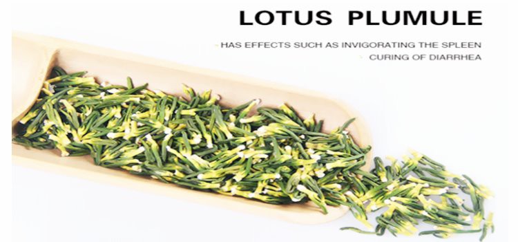 Lotus Plumule.jpg